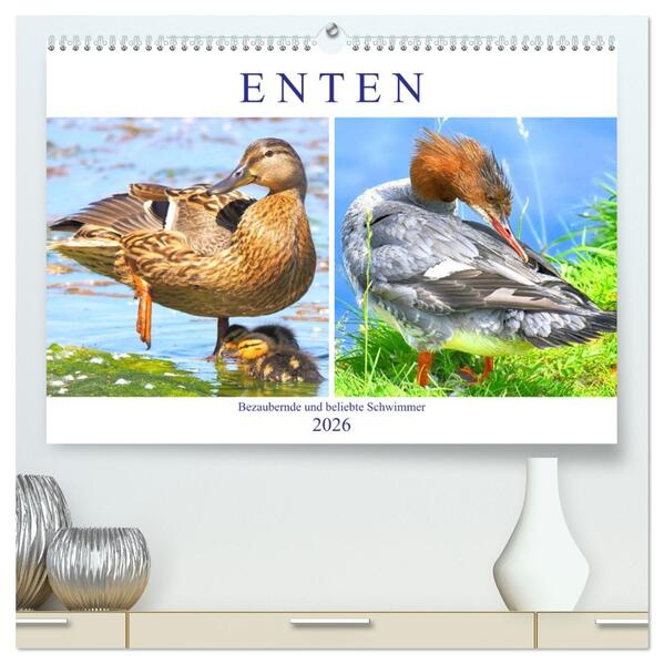 Enten. Bezaubernde und beliebte Schwimmer (hochwertiger Premium Wandkalender 2026 DIN A2 quer) Kunstdruck in Hochglanz