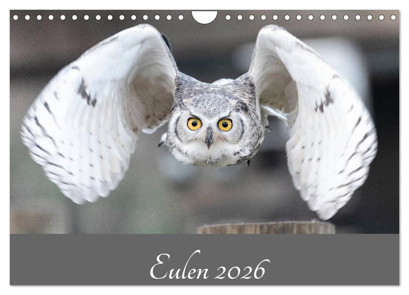 Eulen 2026 (Wandkalender 2026 DIN A4 quer) CALVENDO Monatskalender