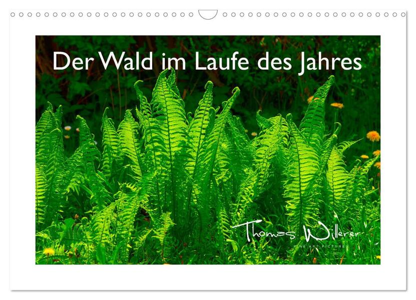 Der Wald im Laufe des Jahres (Wandkalender 2026 DIN A3 quer) CALVENDO Monatskalender