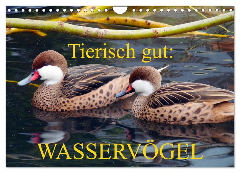 Tierisch gut: Wasservögel (Wandkalender 2026 DIN A4 quer) CALVENDO Monatskalender