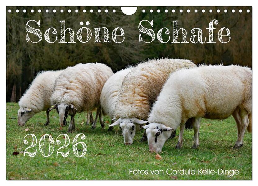 Schöne Schafe (Wandkalender 2026 DIN A4 quer) CALVENDO Monatskalender