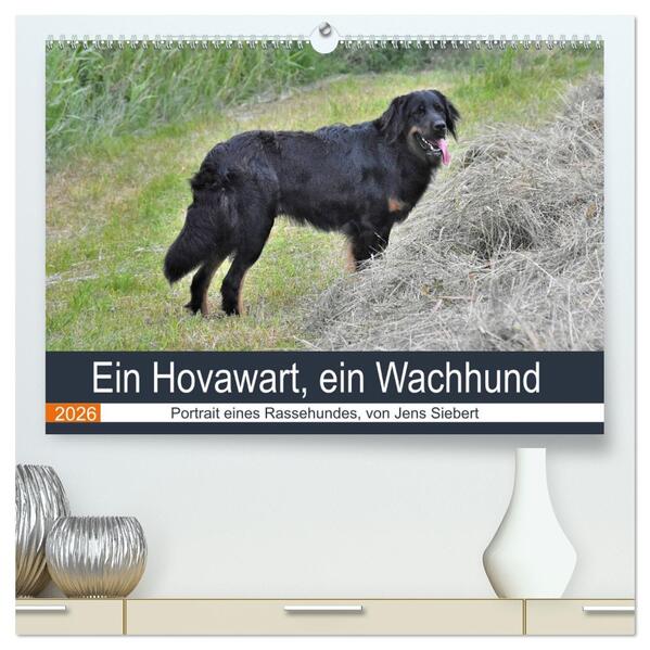 Ein Hovawart ein Wachhund (hochwertiger Premium Wandkalender 2026 DIN A2 quer) Kunstdruck in Hochglanz