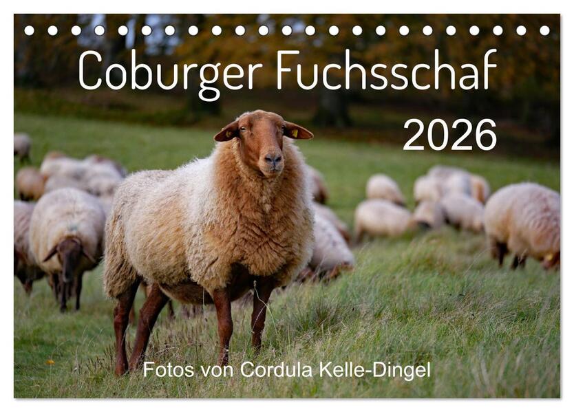 Coburger Fuchsschaf (Tischkalender 2026 DIN A5 quer) CALVENDO Monatskalender