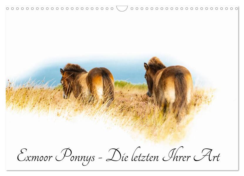 Exmoor Ponnys - Die letzten Ihrer Art (Wandkalender 2026 DIN A3 quer) CALVENDO Monatskalender
