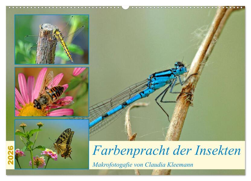 Farbenpracht der Insekten (Wandkalender 2026 DIN A2 quer) CALVENDO Monatskalender