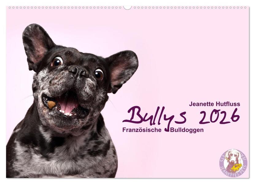 Bullys - Französische Bulldoggen 2026 (Wandkalender 2026 DIN A2 quer) CALVENDO Monatskalender