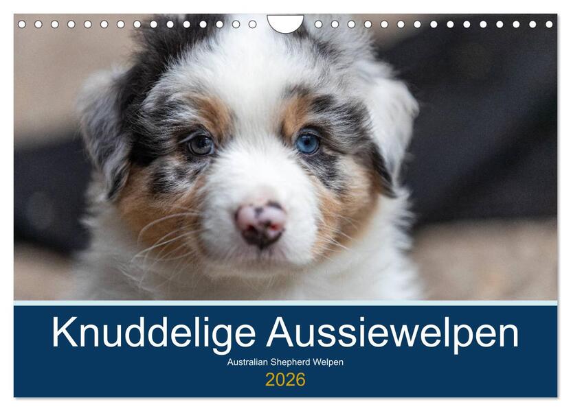 Australian Shepherd Welpen 2026 (Wandkalender 2026 DIN A4 quer) CALVENDO Monatskalender