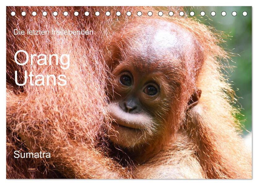 Die letzten freilebenden Orang Utans (Tischkalender 2026 DIN A5 quer) CALVENDO Monatskalender