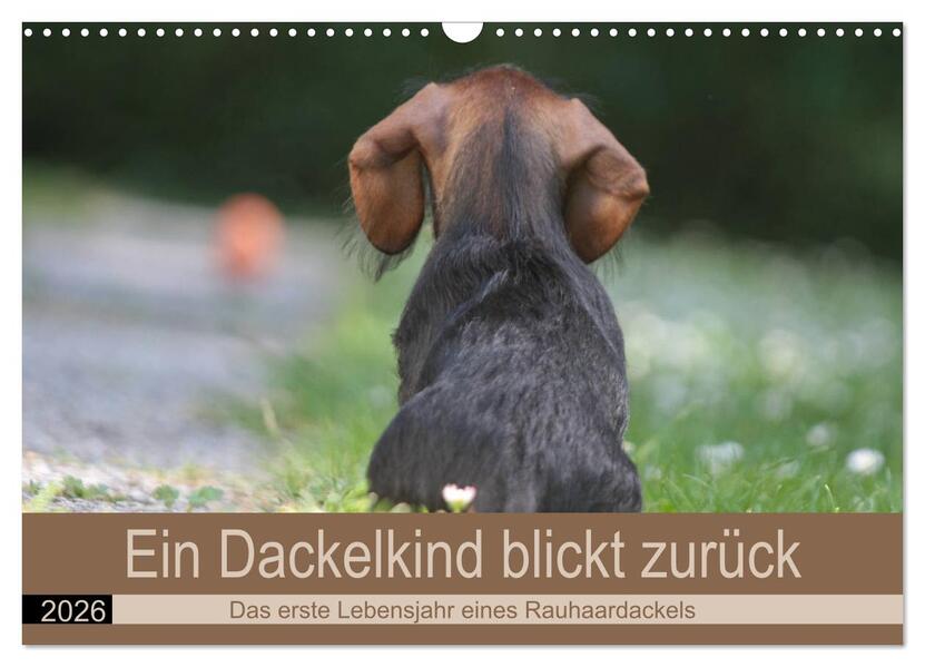 Ein Dackelkind blickt zurück (Wandkalender 2026 DIN A3 quer) CALVENDO Monatskalender
