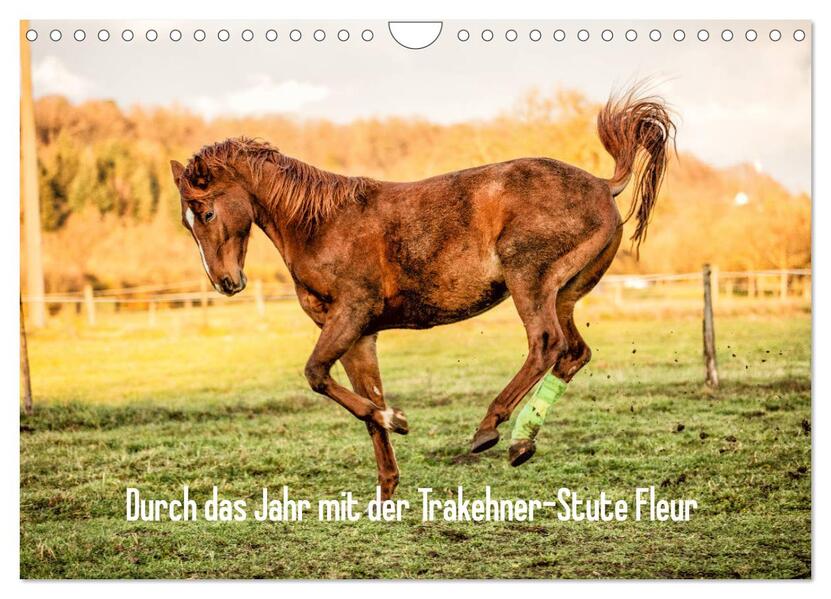Durch das Jahr mit der Trakehner-Stute Fleur (Wandkalender 2026 DIN A4 quer) CALVENDO Monatskalender