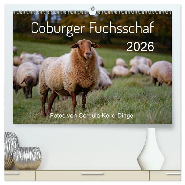 Coburger Fuchsschaf (hochwertiger Premium Wandkalender 2026 DIN A2 quer) Kunstdruck in Hochglanz