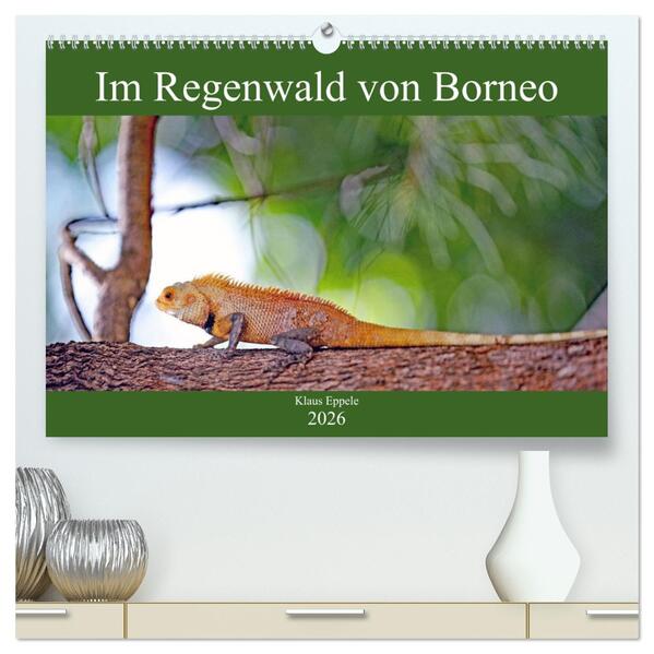 Im Regenwald von Borneo (hochwertiger Premium Wandkalender 2026 DIN A2 quer) Kunstdruck in Hochglanz