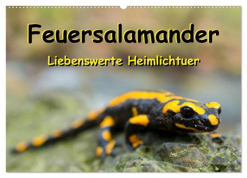 Feuersalamander - Liebenswerte Heimlichtuer (Wandkalender 2026 DIN A2 quer) CALVENDO Monatskalender