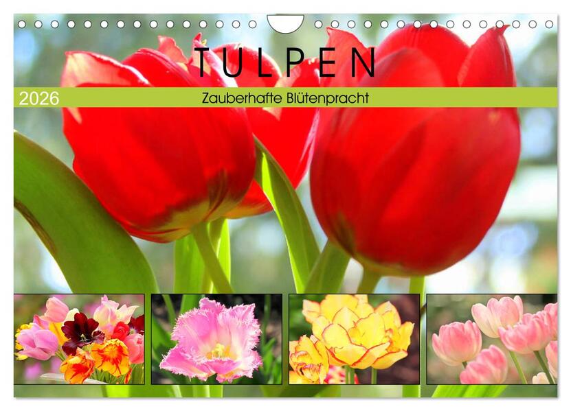 Tulpen. Zauberhafte Blütenpracht (Wandkalender 2026 DIN A4 quer) CALVENDO Monatskalender