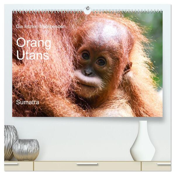 Die letzten freilebenden Orang Utans (hochwertiger Premium Wandkalender 2026 DIN A2 quer) Kunstdruck in Hochglanz