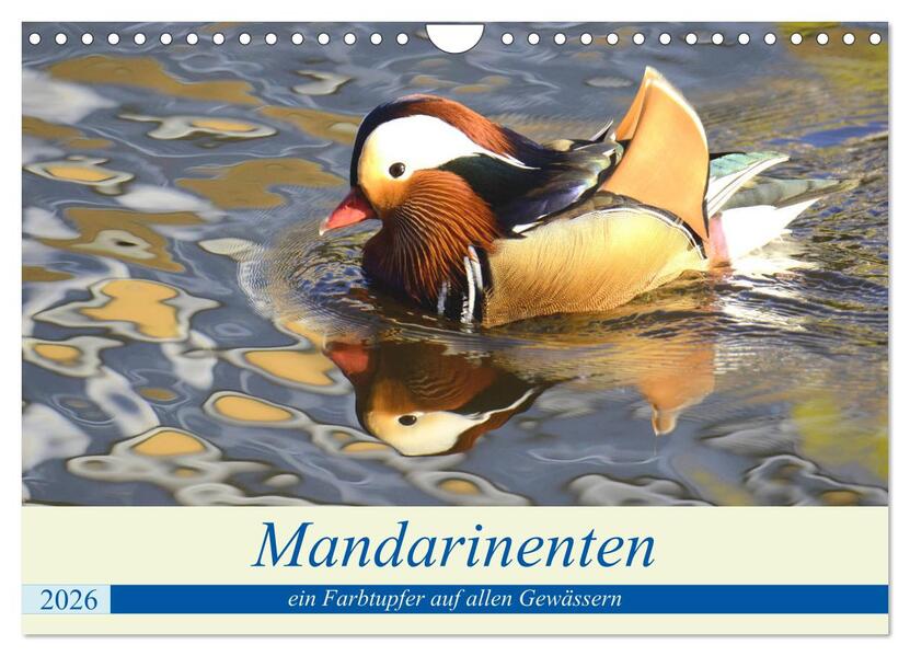 Mandarinenten ein Farbtupfer auf allen Gewässern. (Wandkalender 2026 DIN A4 quer) CALVENDO Monatskalender