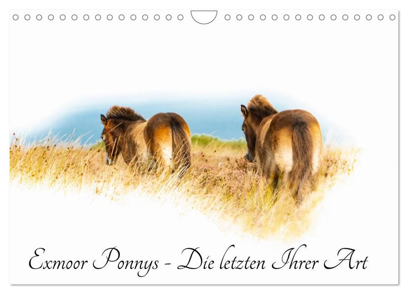 Exmoor Ponnys - Die letzten Ihrer Art (Wandkalender 2026 DIN A4 quer) CALVENDO Monatskalender