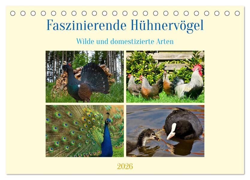 Faszinierende Hühnervögel (Tischkalender 2026 DIN A5 quer) CALVENDO Monatskalender