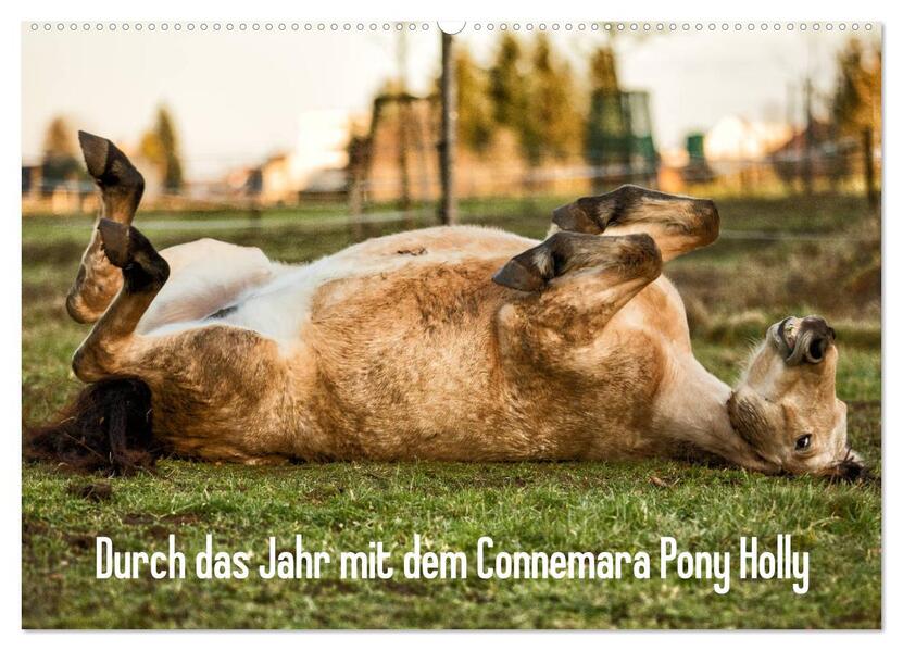 Durch das Jahr mit dem Connemara Pony Holly (Wandkalender 2026 DIN A2 quer) CALVENDO Monatskalender