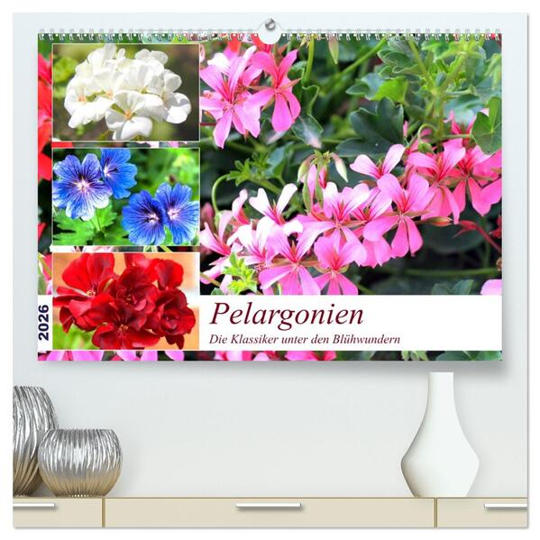 Pelargonien. Die Klassiker unter den Blühwundern (hochwertiger Premium Wandkalender 2026 DIN A2 quer) Kunstdruck in Hochglanz