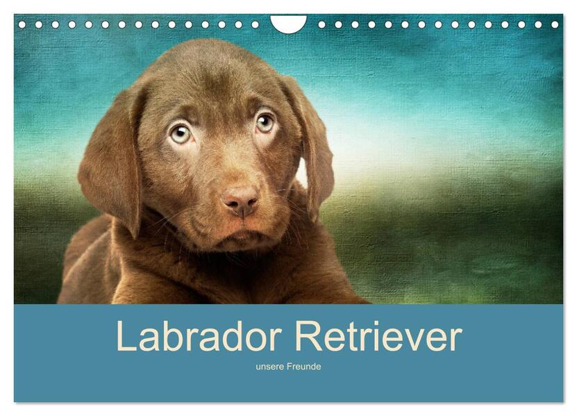 Labrador Retriever unsere Freunde (Wandkalender 2026 DIN A4 quer) CALVENDO Monatskalender