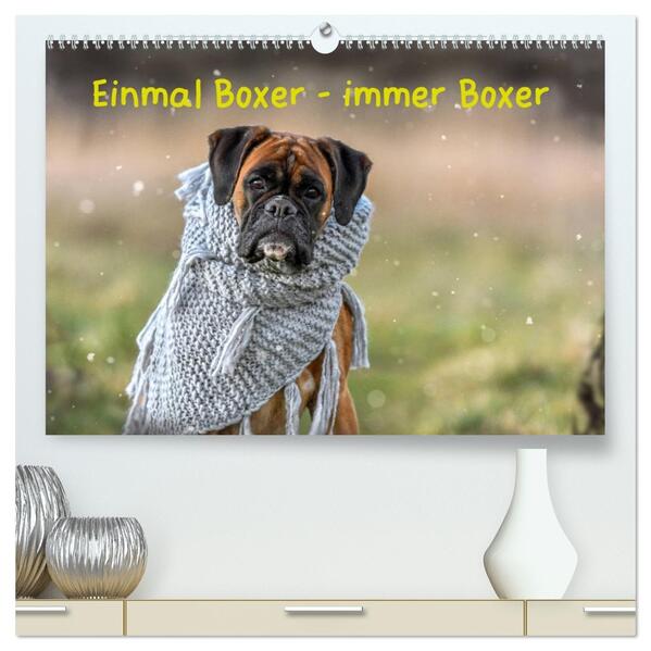 Einmal Boxer - immer Boxer (hochwertiger Premium Wandkalender 2026 DIN A2 quer) Kunstdruck in Hochglanz