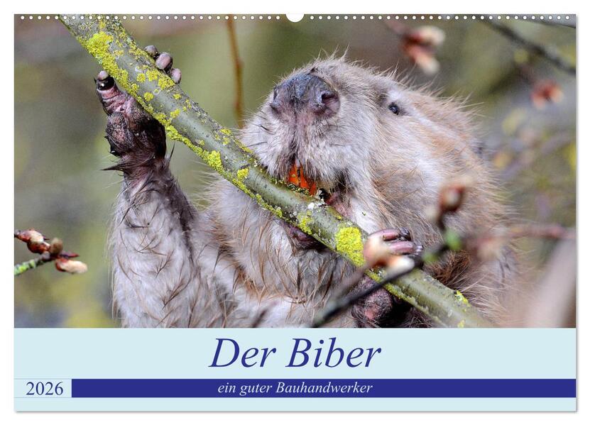 Der Biber ein guter Bauhandwerker (Wandkalender 2026 DIN A2 quer) CALVENDO Monatskalender