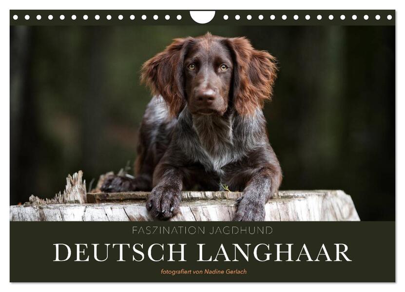 Faszination Jagdhund - Deutsch Langhaar (Wandkalender 2026 DIN A4 quer) CALVENDO Monatskalender