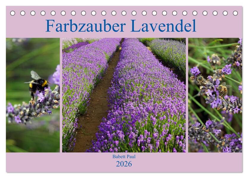 Farbzauber Lavendel (Tischkalender 2026 DIN A5 quer) CALVENDO Monatskalender