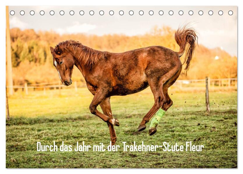 Durch das Jahr mit der Trakehner-Stute Fleur (Tischkalender 2026 DIN A5 quer) CALVENDO Monatskalender