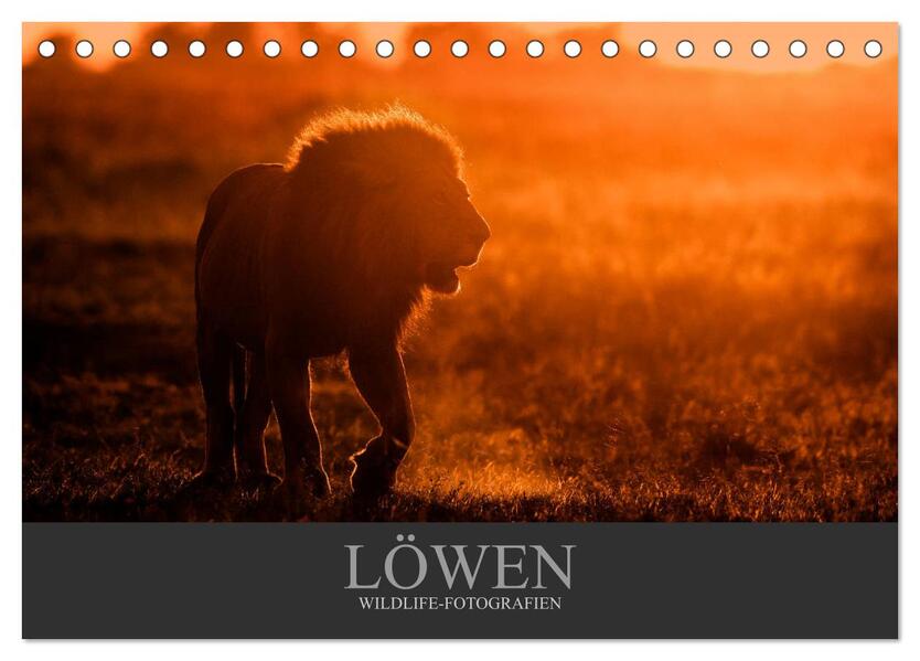 Löwen Wildlife-Fotografien (Tischkalender 2026 DIN A5 quer) CALVENDO Monatskalender