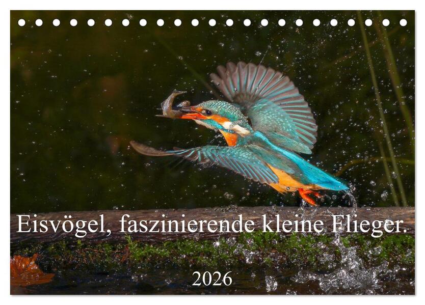 Eisvögel faszinierende kleine Flieger. (Tischkalender 2026 DIN A5 quer) CALVENDO Monatskalender