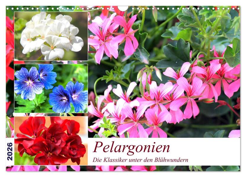 Pelargonien. Die Klassiker unter den Blühwundern (Wandkalender 2026 DIN A3 quer) CALVENDO Monatskalender