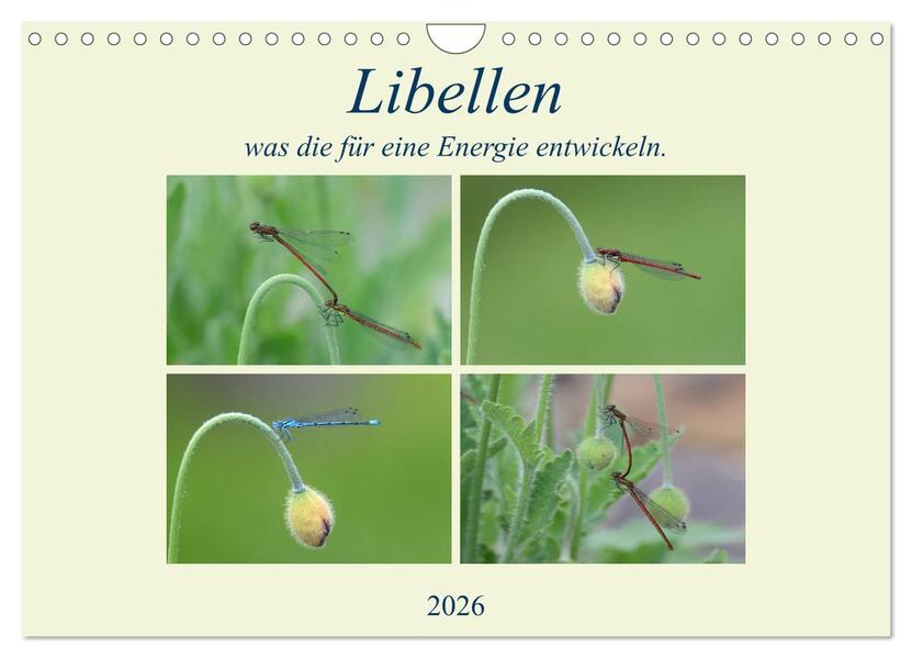 Libellen was die für eine Energie entwickeln. (Wandkalender 2026 DIN A4 quer) CALVENDO Monatskalender