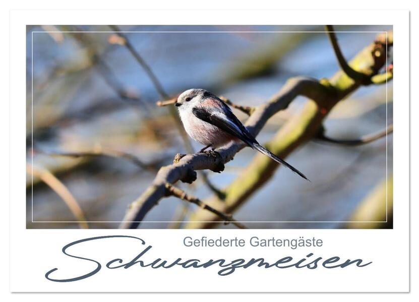 Gefiederte Gartengäste Schwanzmeisen (Wandkalender 2026 DIN A3 quer) CALVENDO Monatskalender