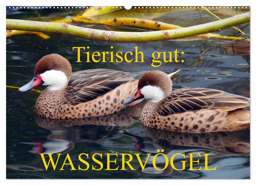 Tierisch gut: Wasservögel (Wandkalender 2026 DIN A2 quer) CALVENDO Monatskalender