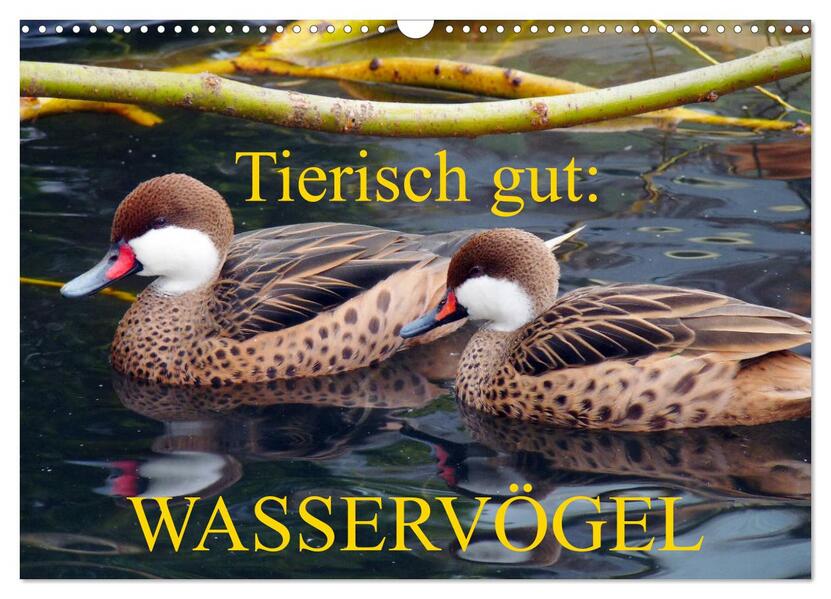 Tierisch gut: Wasservögel (Wandkalender 2026 DIN A3 quer) CALVENDO Monatskalender