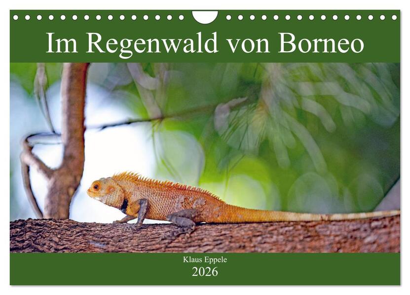 Im Regenwald von Borneo (Wandkalender 2026 DIN A4 quer) CALVENDO Monatskalender