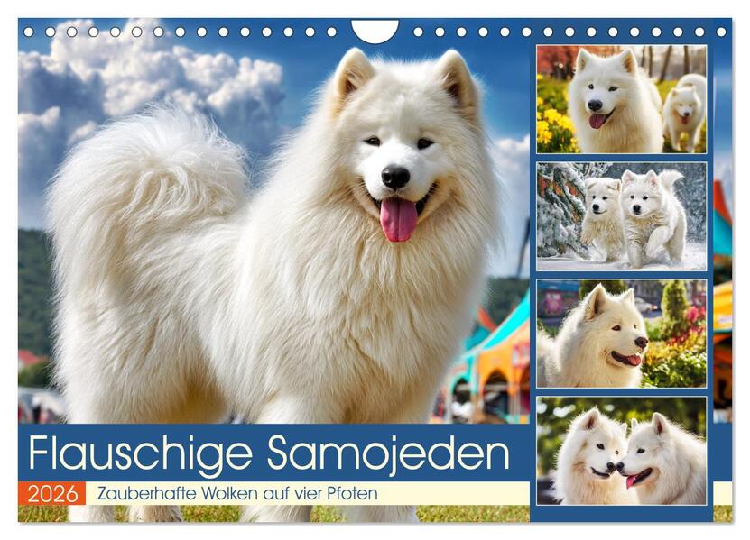 Flauschige Samojeden. Zauberhafte Wolken auf vier Pfoten (Wandkalender 2026 DIN A4 quer) CALVENDO Monatskalender
