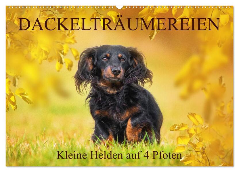 Dackelträumereien - Kleine Helden auf 4 Pfoten (Wandkalender 2026 DIN A2 quer) CALVENDO Monatskalender