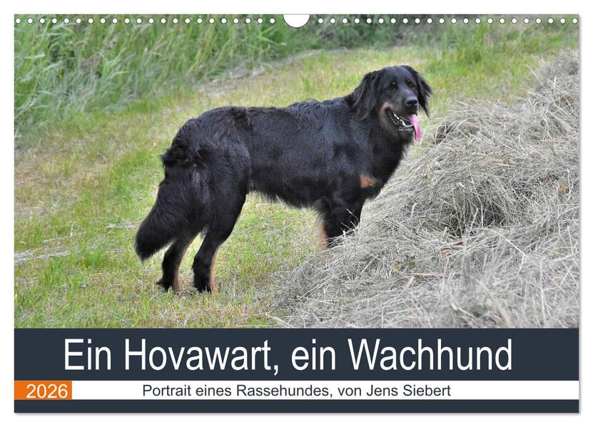 Ein Hovawart ein Wachhund (Wandkalender 2026 DIN A3 quer) CALVENDO Monatskalender