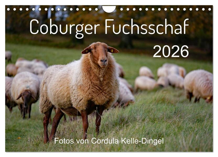 Coburger Fuchsschaf (Wandkalender 2026 DIN A4 quer) CALVENDO Monatskalender