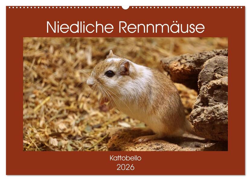 Niedliche Rennmäuse (Wandkalender 2026 DIN A2 quer) CALVENDO Monatskalender