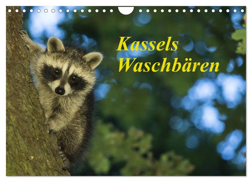 Kassels Waschbären (Wandkalender 2026 DIN A4 quer) CALVENDO Monatskalender
