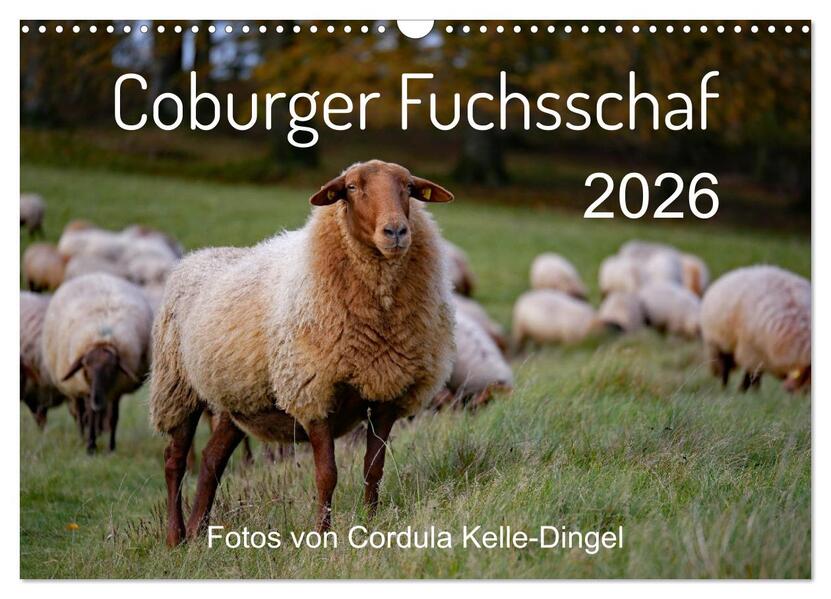 Coburger Fuchsschaf (Wandkalender 2026 DIN A3 quer) CALVENDO Monatskalender