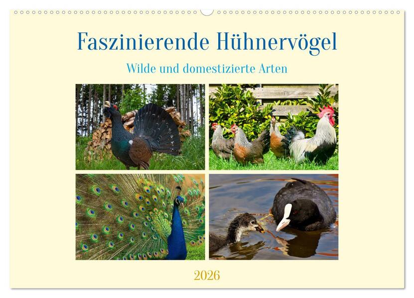 Faszinierende Hühnervögel (Wandkalender 2026 DIN A2 quer) CALVENDO Monatskalender