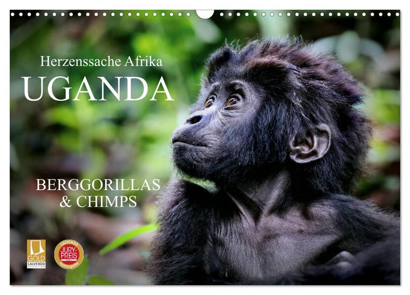 UGANDA - Berggorillas & Chimps (Wandkalender 2026 DIN A3 quer) CALVENDO Monatskalender