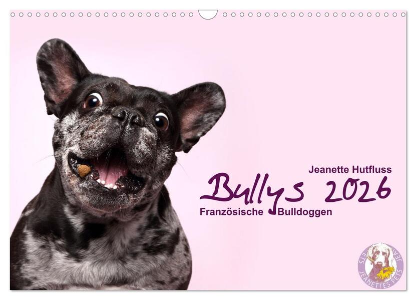 Bullys - Französische Bulldoggen 2026 (Wandkalender 2026 DIN A3 quer) CALVENDO Monatskalender