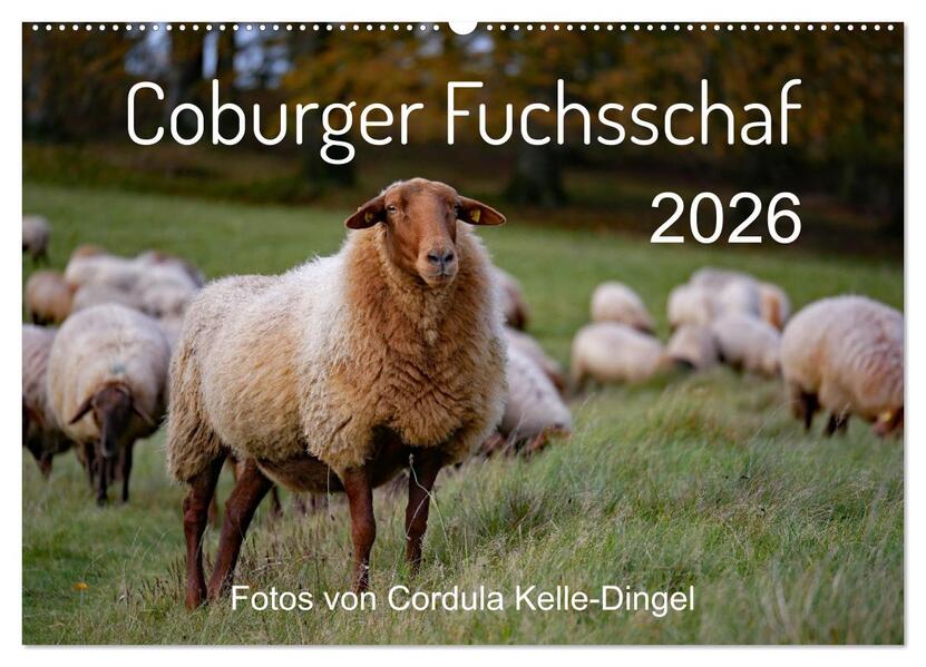 Coburger Fuchsschaf (Wandkalender 2026 DIN A2 quer) CALVENDO Monatskalender
