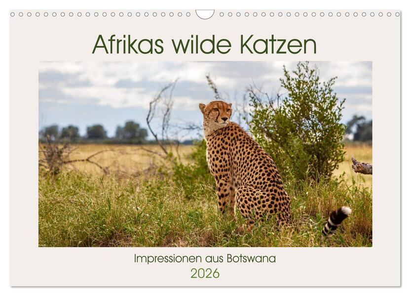 Afrikas wilde Katzen (Wandkalender 2026 DIN A3 quer) CALVENDO Monatskalender